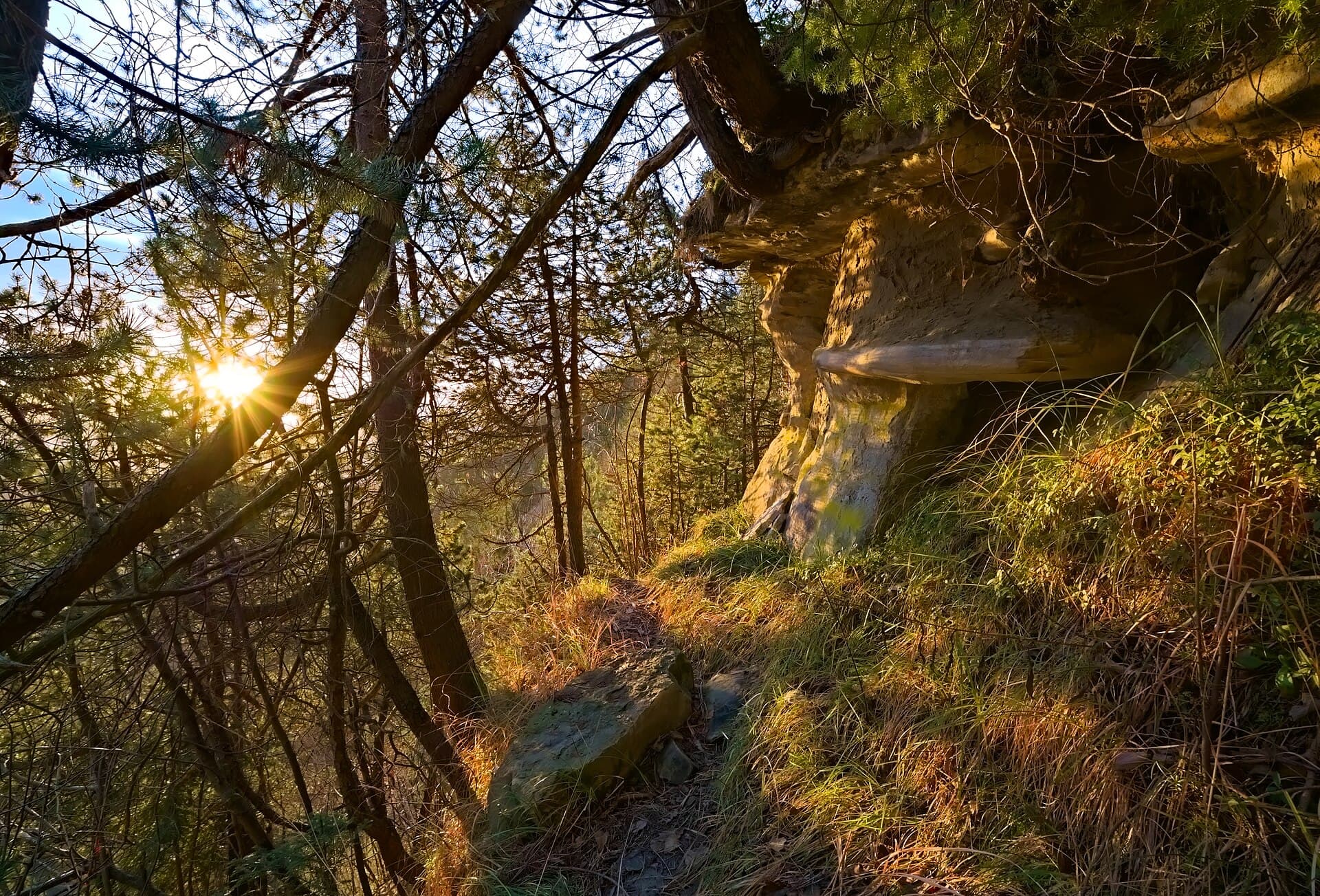 Morning sun on a forest trail in the Swiss Alps