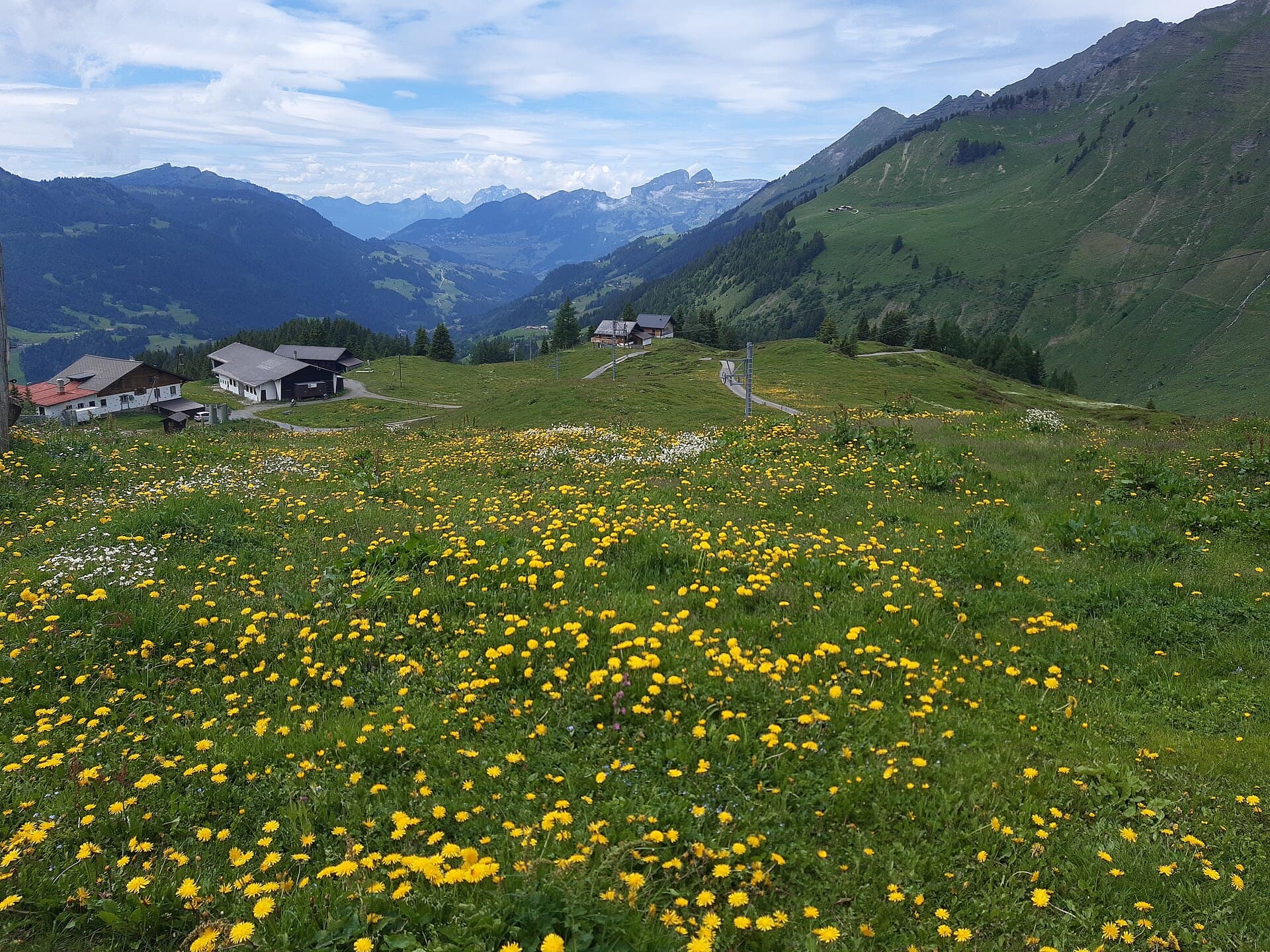 Alpine meadow in summer above Les Diablerets