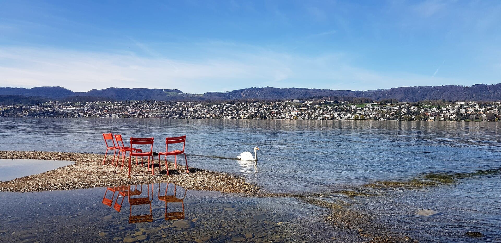 Swan on Lake Zurich at Küsnacht, near CALDA Clinic